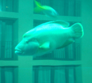 Der "Napoleonfisch" im Sealife