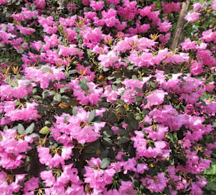 Impressionen aus dem Rhododendronpark Gristede