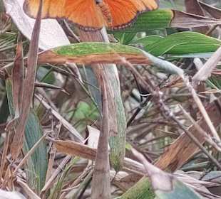 Schmetterlingsgarten