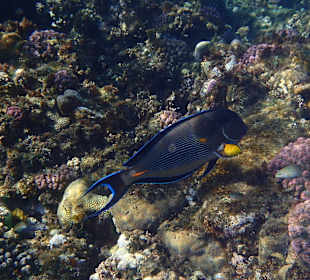 Schitterende onderwater wereld