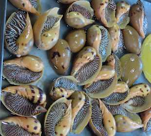 Muscheln