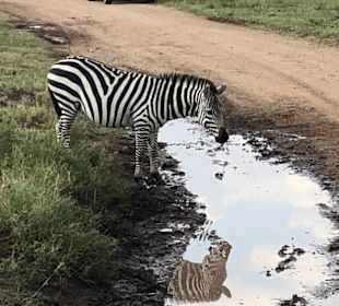 Zebra in der Serengeti