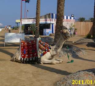 Am Strand ist man immer gut bewacht