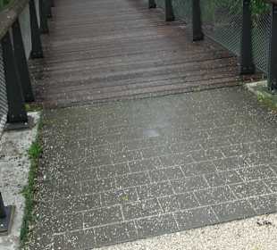 Forellenbächle Glacis Park