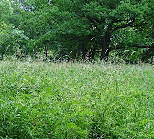 Zum Schutz der Krokusse