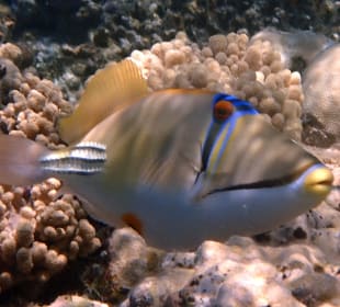 Schnorcheln Hurghada