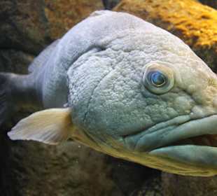 Cretaquarium