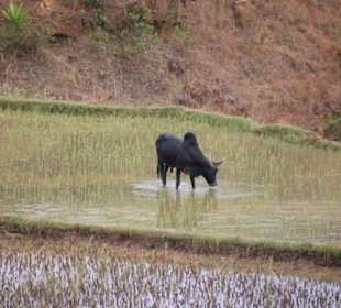 Biologischer Reisanbau 
