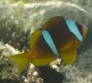 Noch kann man sie sehen