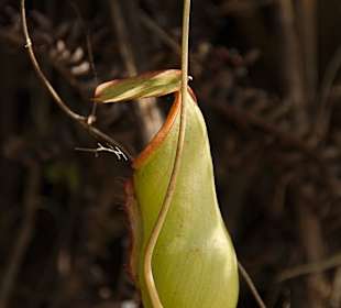 Kannenpflanze im „Little Amazonas“