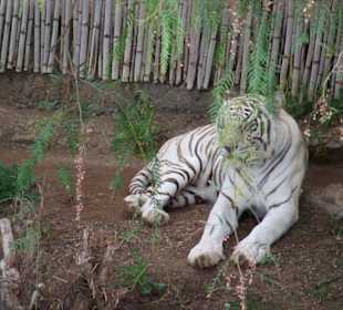 Witte tijger