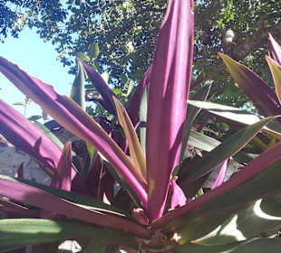 Stadtrundgang Varadero