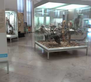 Staatliches Naturkunde Museum