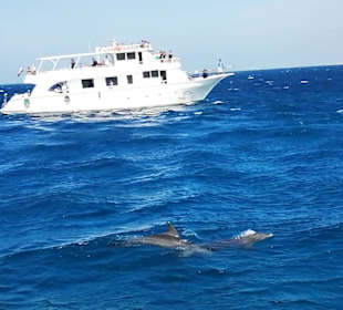 Delfin Tour Hurghada
