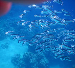 Ausflug Sharm el Naga 19.10.2013