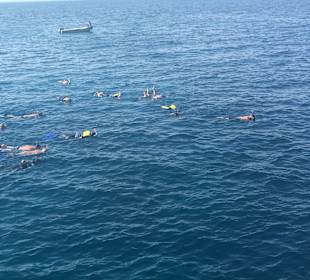 Delfinausflug mit Mo