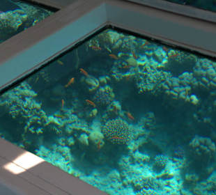 Viele Fische bei Glasboot Tour