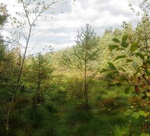 Haspelmoor