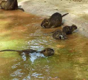 Nutrias im Wasser