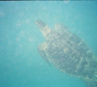 Schildkröte beim auftauchen 2