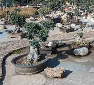 Bonsai-Olivenbäume