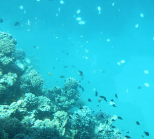 Fische aus dem U-Boot