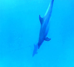 Delfin Tour Marsa Alam