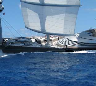 Der Malteser Falke in Aktion