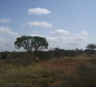 Tsavo Ost