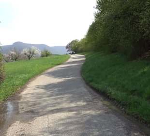 Calverbühl