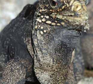 Leguan