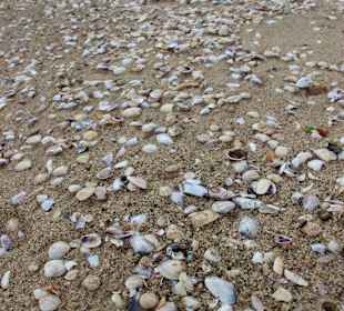 Muscheln am Strand