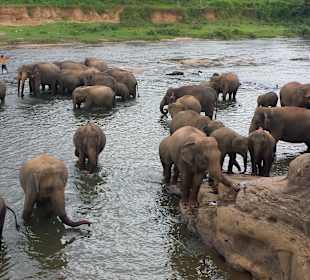 Elefanten Waisenhaus