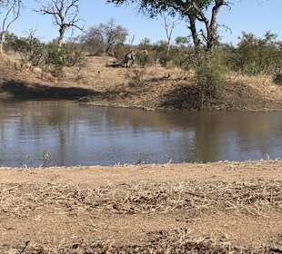 Safari Tour Timbavati	