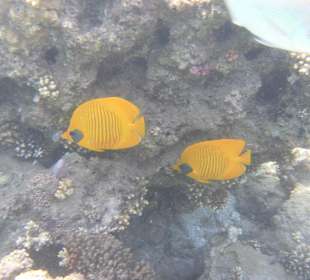 Рыбы Макади