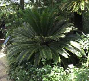 Botanischer Garten der Universität Zürich
