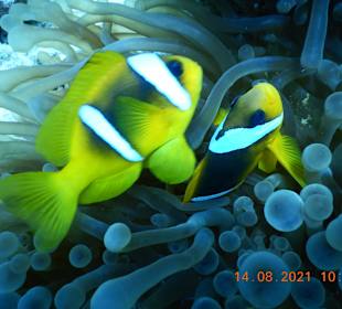 Schnorcheln Soma Bay