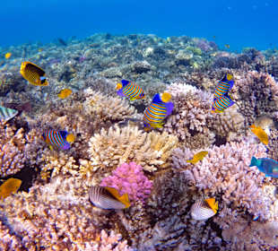 Schnorcheln Soma Bay