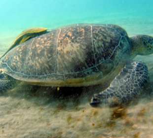 Schnorcheln Abu Dabbab