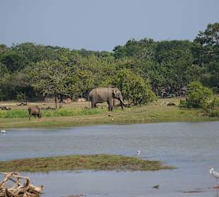 Yala Nationalpark Elefant mit Stoßzähnen
