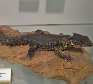 Im Schaumagazin des Übersee-Museums