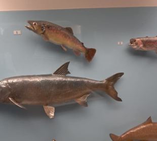 Natur- und Jagdmuseum