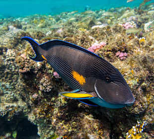 Arabischer Doktorfisch