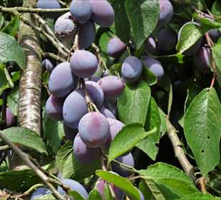 In der Streuobstwiese des Arboretum Wildeshausen
