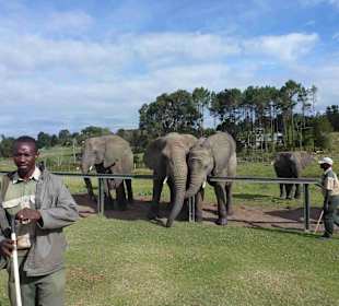 Knynsa Elephant Park
