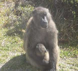 Baboon mit Baby