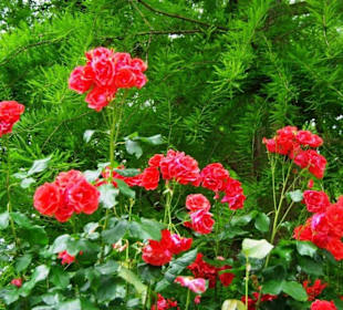 Feuerwerk-Strauchrose