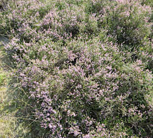 Heideblüte