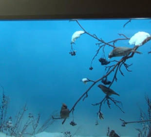 Museum Jagdtier + Vogelkunde