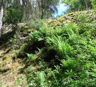 Wanderweg - Alter Steinbruch Pfaffenberg Runde